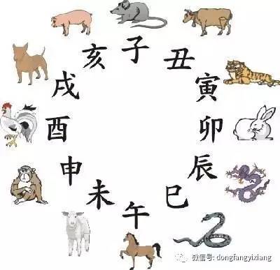 今晚必开什么生肖,全面释义解释落实
