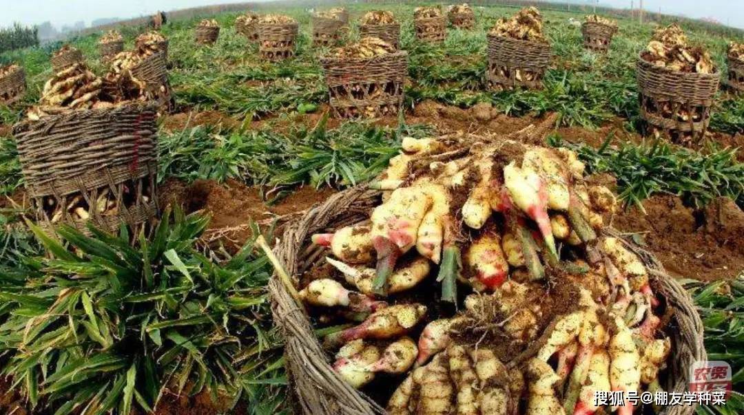 生姜价格的最新消息