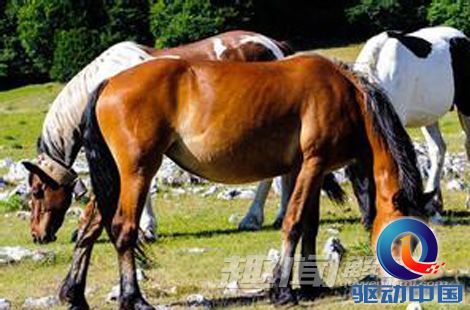 2025今晚澳门开特马四不像,探索未知，今晚澳门特马四不像的奥秘（2025年）